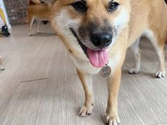 -柴犬高等学院·狗咖·柴犬售卖·宠物训练