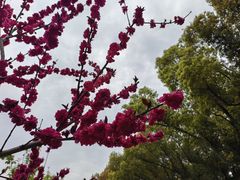 -上海市龙华烈士陵园