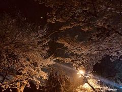 -武汉大学-樱园