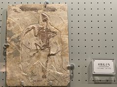 -辽宁古生物博物馆