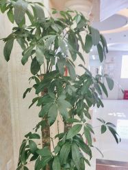 -武汉五洲整形外科医院