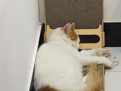 -九妹农家大铁锅东北菜(江湾店)