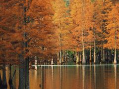 -白鹭湾湿地公园