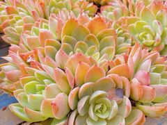 -三圣花乡旅游区