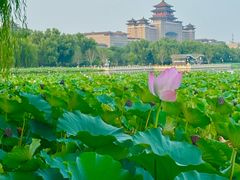 -莲花池公园
