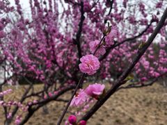 -元大都城垣遗址公园