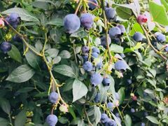 -金谷域澳洲庄园