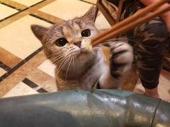 -猫色咖啡·猫咖