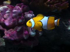 -暹罗海洋世界