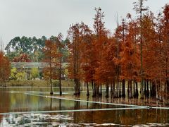 -白鹭湾湿地公园