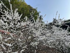 -广州市流溪河国家森林公园