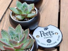 -Peet's 皮爷咖啡(陆家嘴中心店)