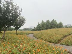 -洋湖国家湿地公园