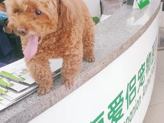 -爱侣宠医·鹦鹉专科·小型哺乳类·异宠专科(灵石路店)