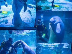 -烟台海昌鲸鲨海洋公园