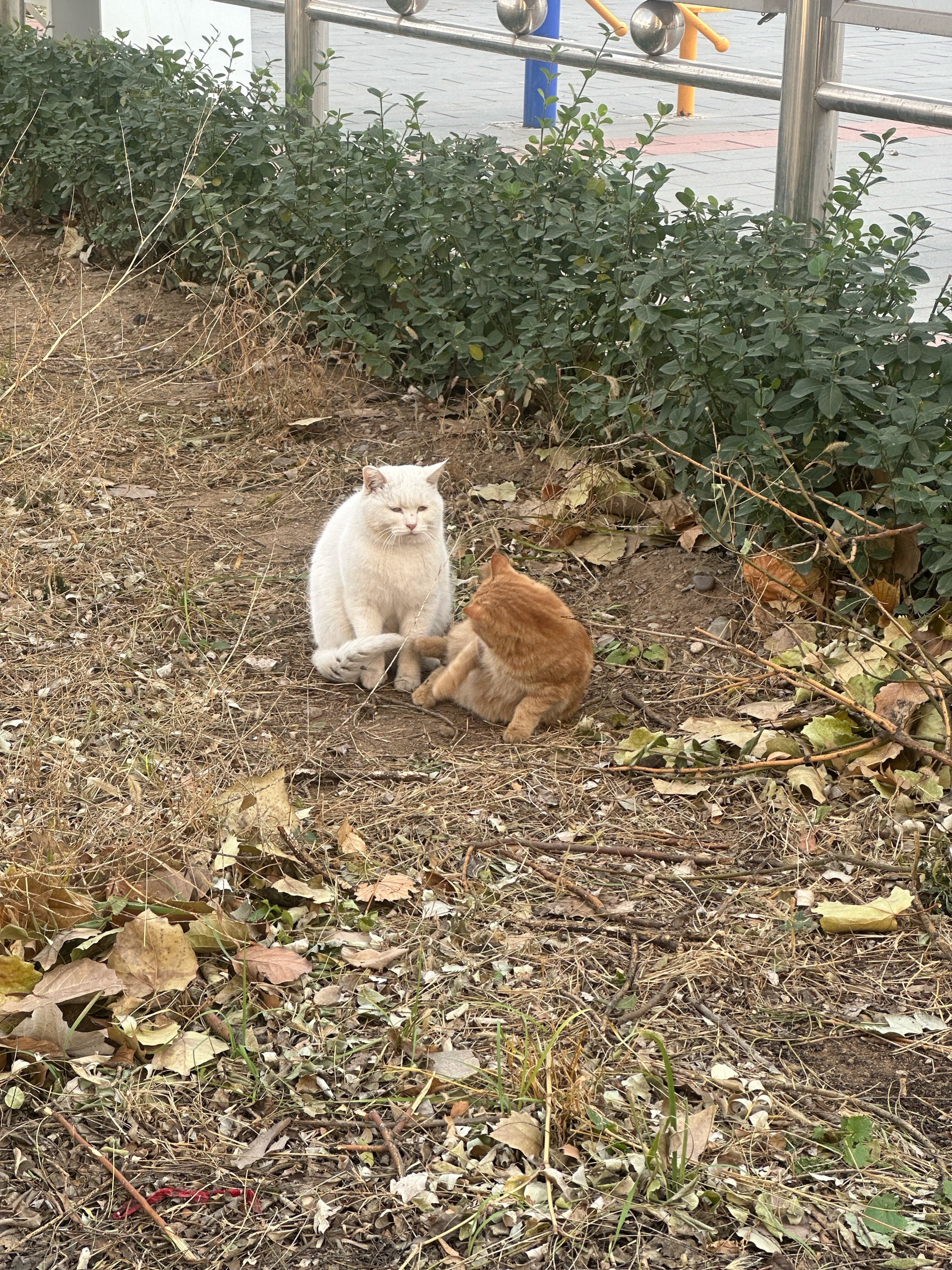 流浪猫,是指无主,长期在野外生存的猫.与