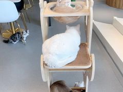 -飞行喵MR PILOT|猫舍·猫咖(静安大融城店)