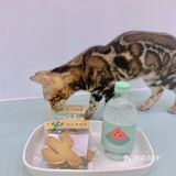 抱抱小猫咪 开启一天好心情！