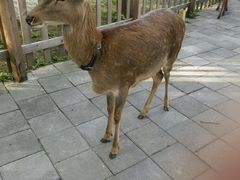 -东平国家森林公园
