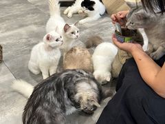 -楼上猫咖(罗湖店)