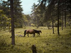-硗碛藏寨·神木垒景区