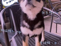 -柴犬高等学院·狗咖·柴犬售卖·宠物训练