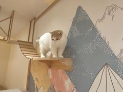 -滚猫咖啡·猫咖·猫友好撸猫(未来城店)