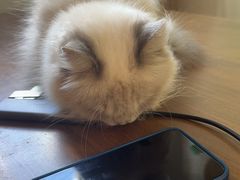 -楼上猫咖(罗湖店)