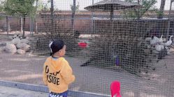 -上美四季动物农场