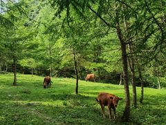 -武陵山森林公园