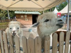 -萌宠亲子动物乐园(槐房万达店)