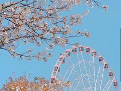 -顾村公园