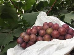 -马陆小张葡萄园农家乐