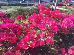 金棕榈酒店-三亚亚龙湾金棕榈度假酒店