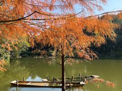 -深圳仙湖植物园