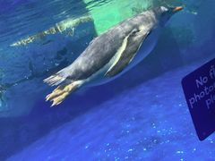 -凯莉-塔尔敦海洋生物水族馆