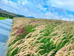 -光明小镇欢乐田园