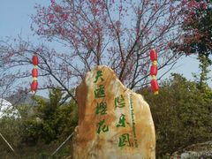 -天适樱花悠乐园