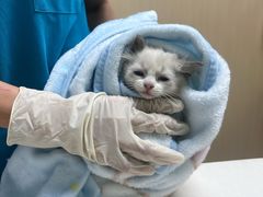 -宠颐生猫科·内科皮肤科(西平世纪城店)