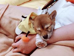 -逗柴咖啡屋·狗咖猫咖宠物桌游