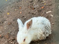 -杭州香格里拉·香宫中餐厅