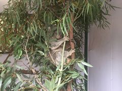 -费瑟代尔野生动物园