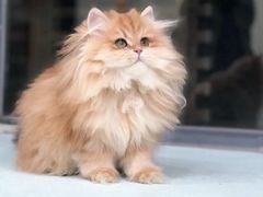 -猫十亿·布偶金渐层·曼基康矮脚猫舍(青年路店)