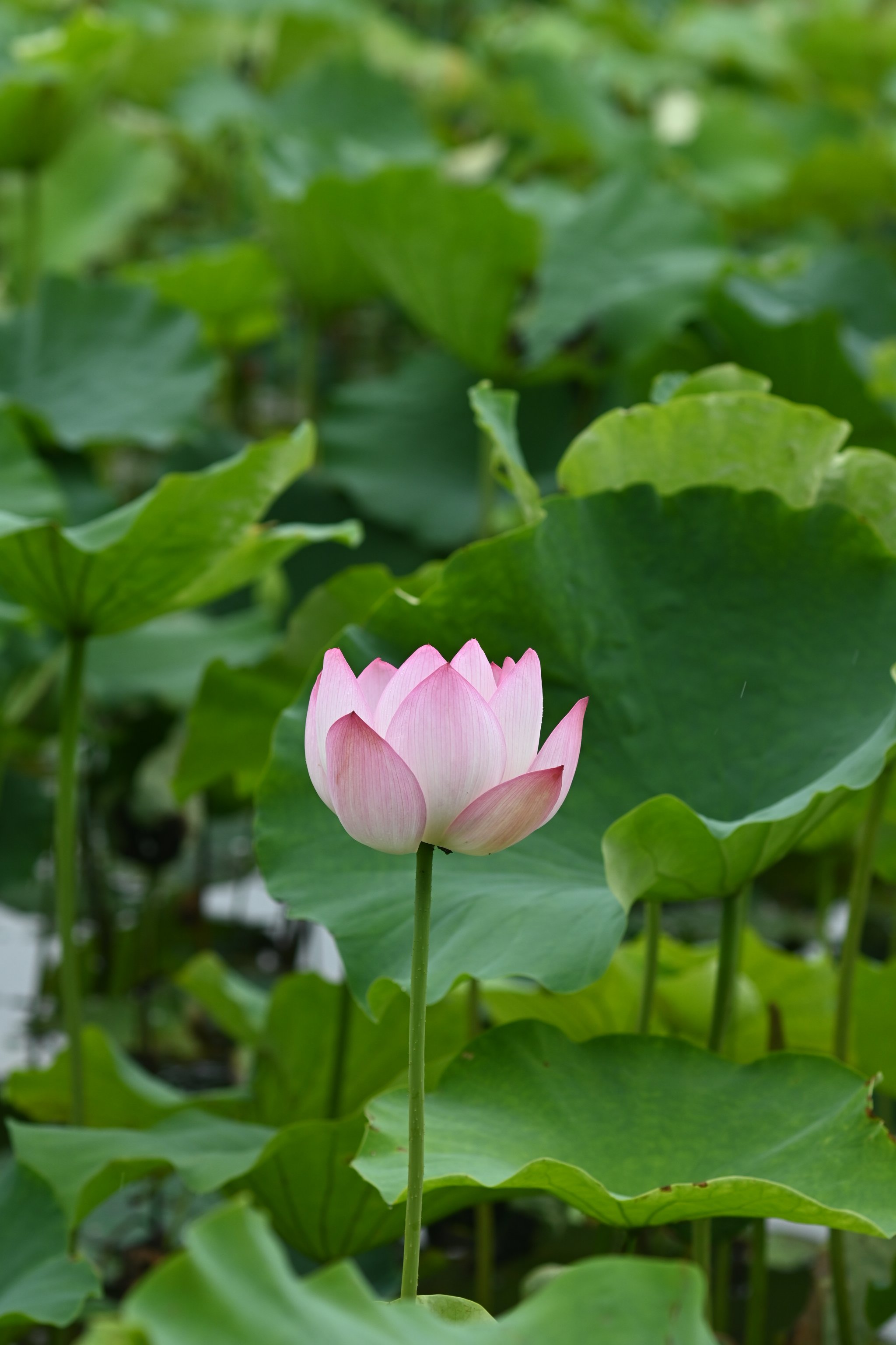 花朵的图片大全风景图片