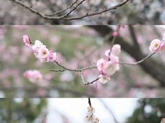 -无锡梅园公园