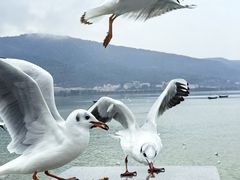 -海埂大坝