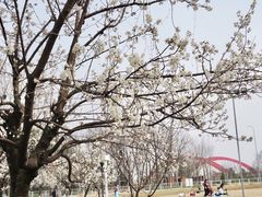 -国际非物质文化遗产博览园