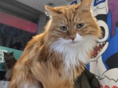 -平行世界·猫咖(首经贸店)