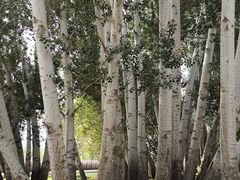 -敦煌莫高窟