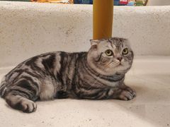 -帕帕拉兹宠物(亚洲旗舰店)